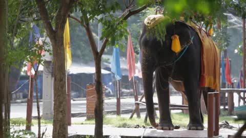 WS Decorated elephant Thailand