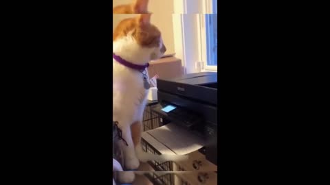 Funny animal videos 2024 - Funny cats_dogs - Funny animals