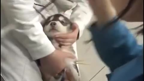 Pet at Vet - Dog Injection Funny clips compilation