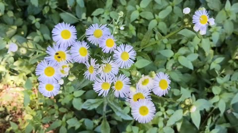 Daisies