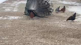 Dancing with Peacock