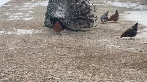 Dancing with Peacock