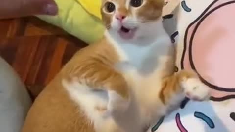 My Beautiful Cute Cat is So scary 🙀😂 i Dont Know What Happend | Funny Cats Videos