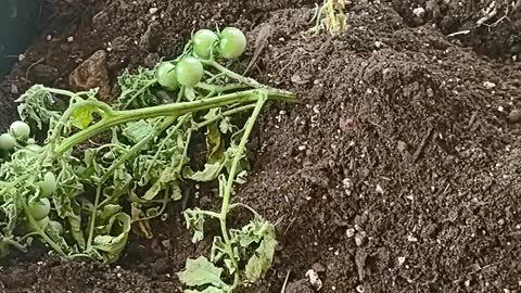 Transplant #6-Cherry Tomato babies planted in a container in 108F heat