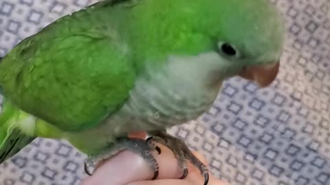 Baby green quaker