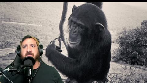 Sulk Stream #150 Humanzee