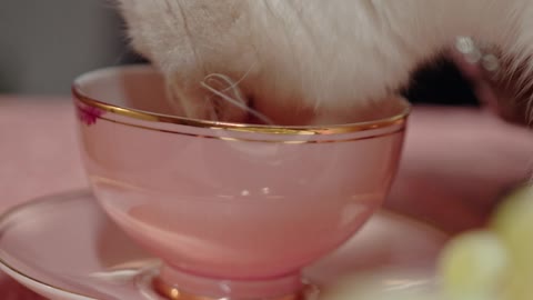 A Cat Licking On The Tea Cup Over The Table