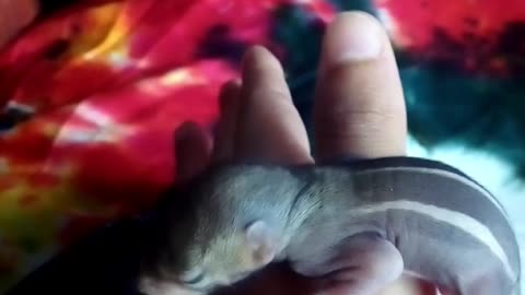 Tiny Indian squirell.