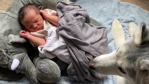 Stubborn Husky refuses to leave newborn baby brother