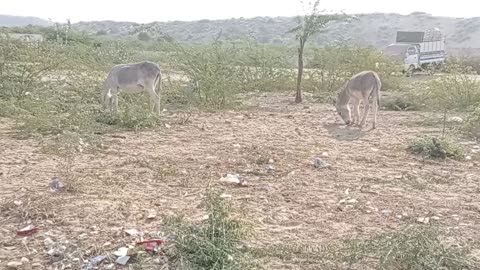 donkey milk feeding in jungle