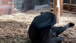 Sun Bear Rolls around in Enclosure