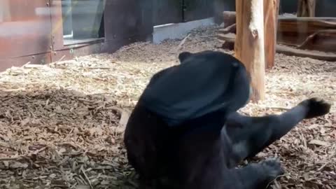 Sun Bear Rolls around in Enclosure