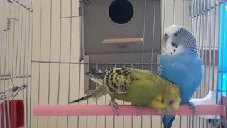 Female budgie want some care.