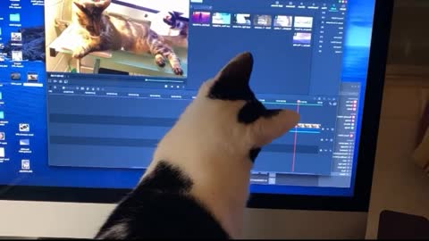 cat chases after a computer mouse on the screen