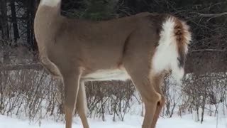 Deer stops running when stranger comes out of house