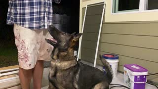 German Shepard bites with a quickness