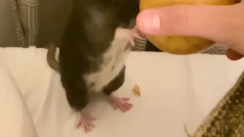 Cute rat amazing movements funny animals