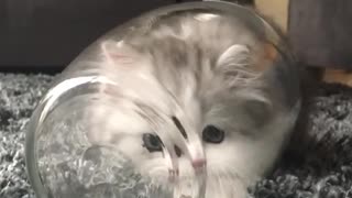 Fluffy kitten comfortably squeezes into glass jar