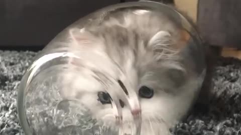 Fluffy kitten comfortably squeezes into glass jar