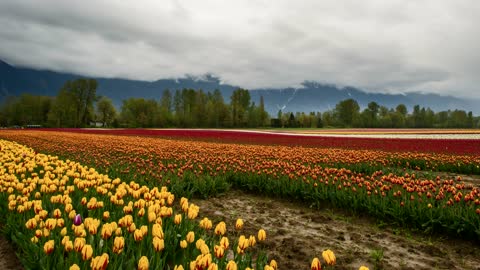 Timelapse Colorful Tulips Plantation In An Agricultural Field