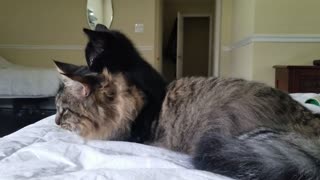 Funny cat video, Purdy and Thunder