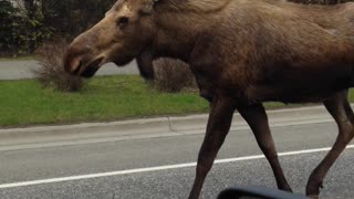Mama Moose And Her Young Get Police Escort Off The Road