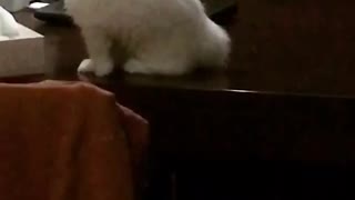 White cat playing with itself on top of desk