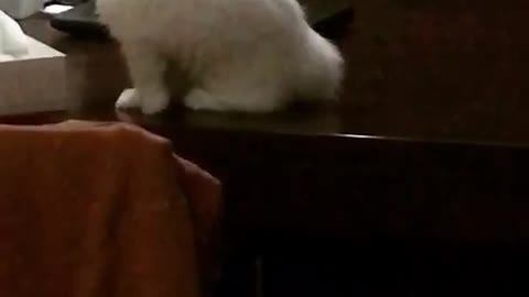 White cat playing with itself on top of desk