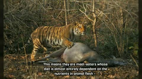 Siberian Tiger vs Bengal Tiger- What are the Differences