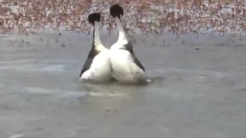 Check out the incredible courtship dance of the Hooded Grebe