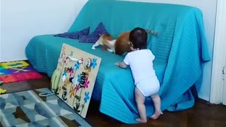 Adorable baby Tom watches fight between 2 kitties but accidentally they jumped fast at him