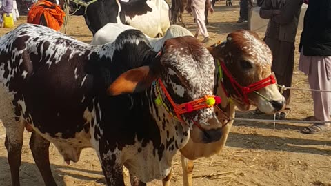 ماشاءاللہ بہت خوبصورت جوڑی وچھے