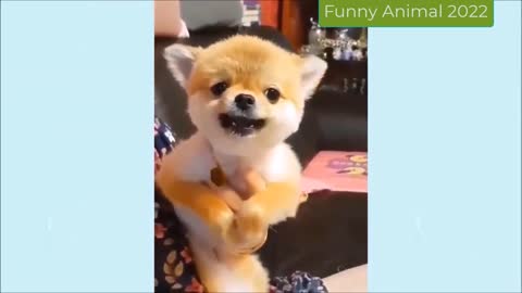 1 hour of the Funniest Animals | Funny Cats And Dogs 2022
