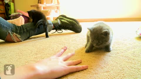 Fluffy Baby Kitten POUNCES at My Hand! CUTE!