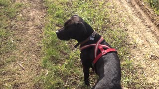 Nervious llama screams at intruding dog