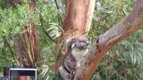 Cute baby koala