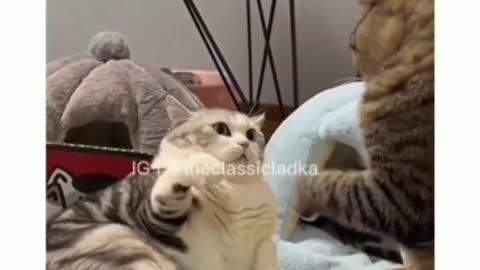 Funny cat video 🤣🤣