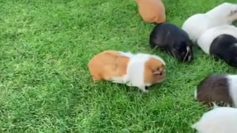Guinea Pig and Hamster Differences