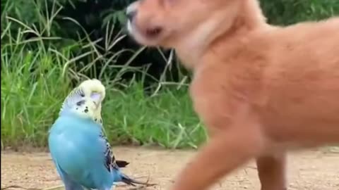 DOG PLAYING WITH A BIRD (funny scene)
