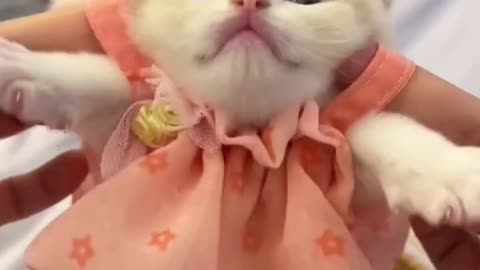 Cute kitten cat