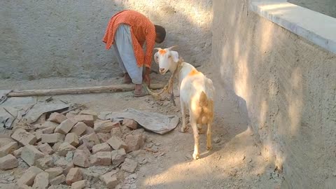 Our village goat