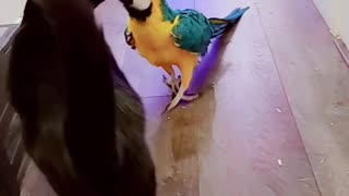 Macaw Gets Cat to Move