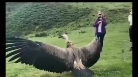 footage of a Griffon Vulture