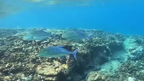 oceanlover#underwater#trevally