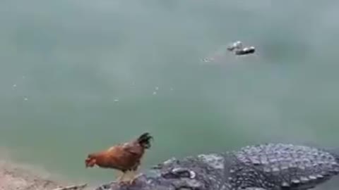 Croc 🐊🐊Vs 🐔🐔Cock, who Wins???