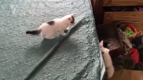 Cute kittens cate