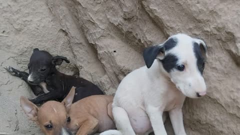 Homeless Puppies Hiding in Sand Dune Shelter