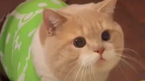 😂YOU LAUGH YOU LOSE! 😹Funny Moments Of Cats Videos Compilation - Funny Cat Life