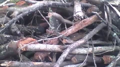 Many felled and abandoned tree trunks in an outdoor shed, near of a forest [Nature & Animals]