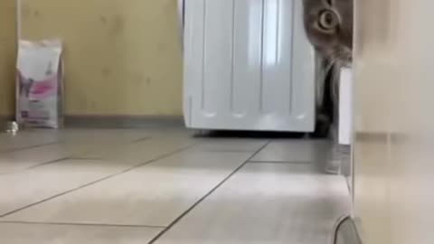 cute cat funny videofunny animal videos|cute animal videos|dog and cat funny videos|hilarious pet